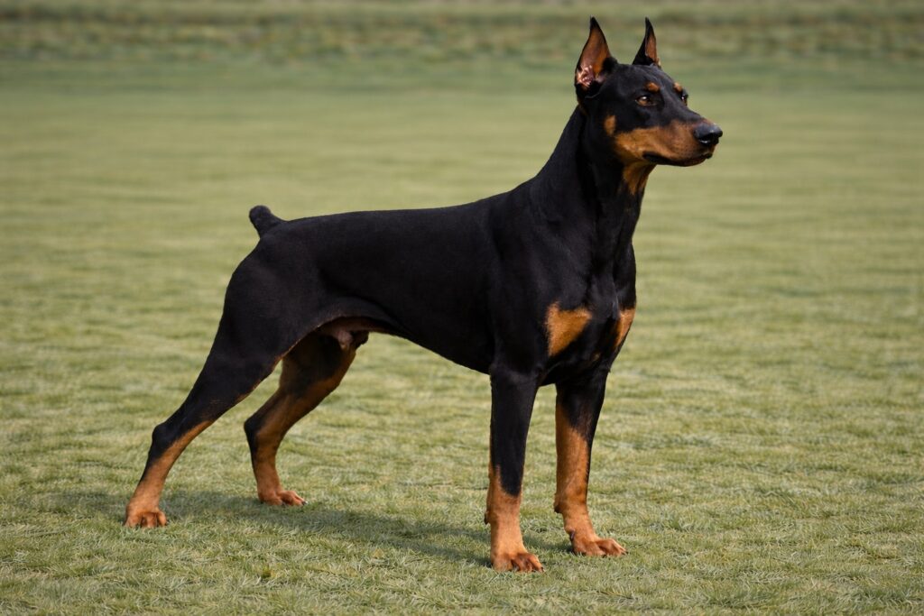 Doberman Pinscher