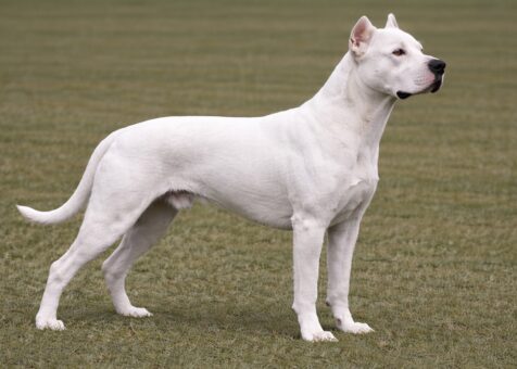 Dogo Argentino