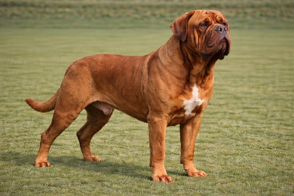Dogue de Bordeaux