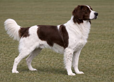 Drentsche Patrijshond