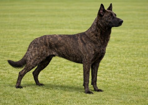 Dutch Shepherd