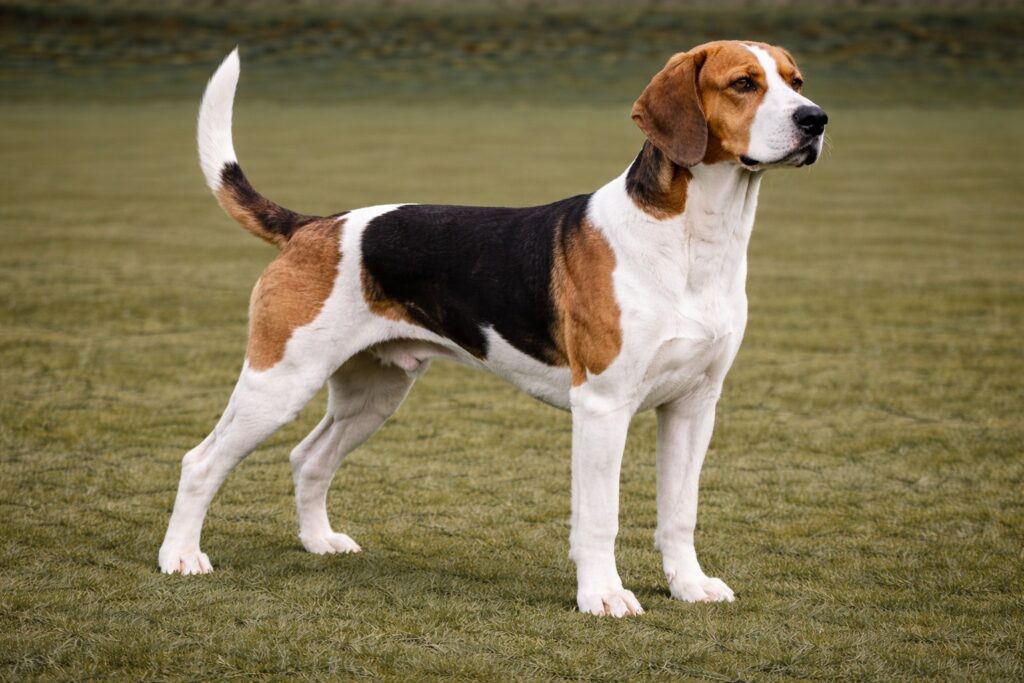 English Foxhound