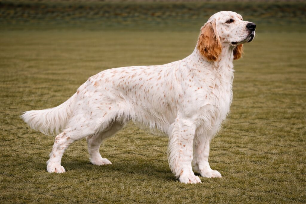 English Setter