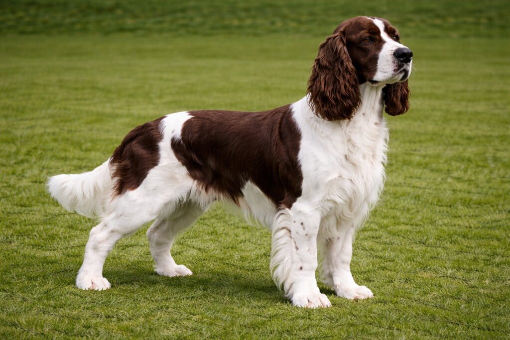 English Springer Spaniel