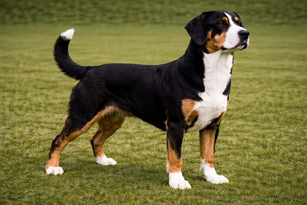 Entlebucher Mountain Dog