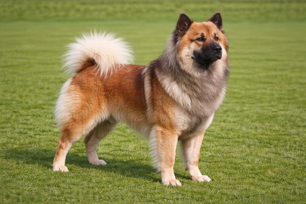 Eurasier
