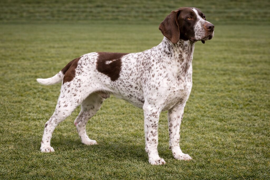 Gascogne Braque Français