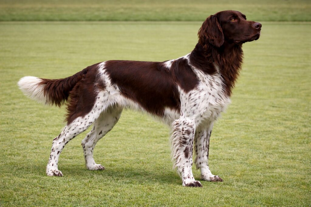 German Longhaired Pointer