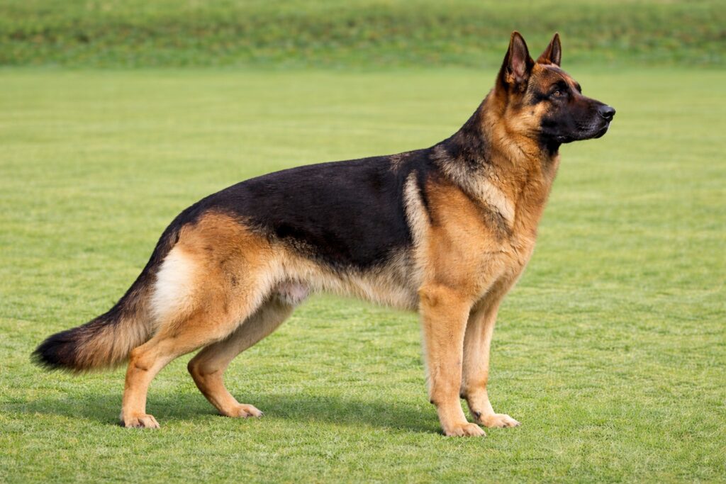 German Shepherd Dog