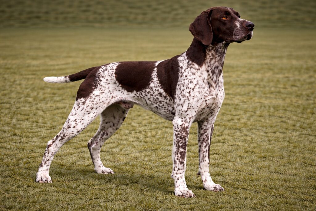 German Shorthaired Pointer