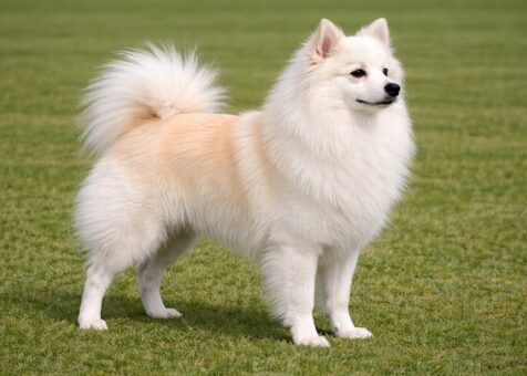 German Spitz