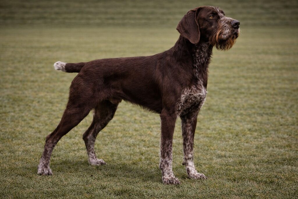 German Wirehaired Pointer