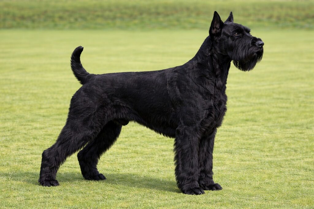 Giant Schnauzer