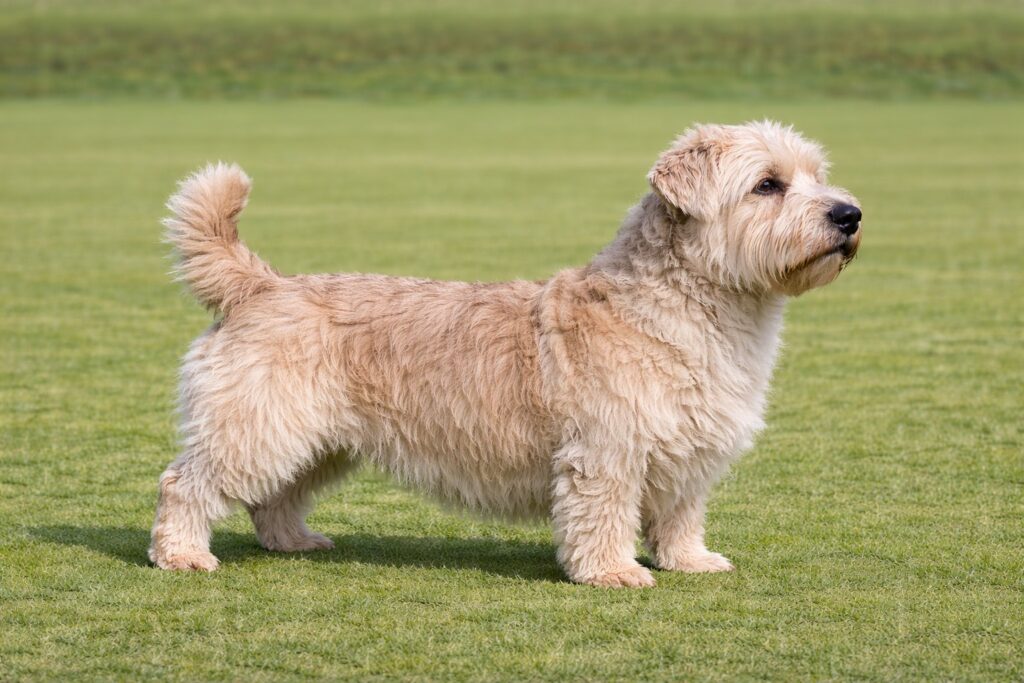 Glen of Imaal Terrier