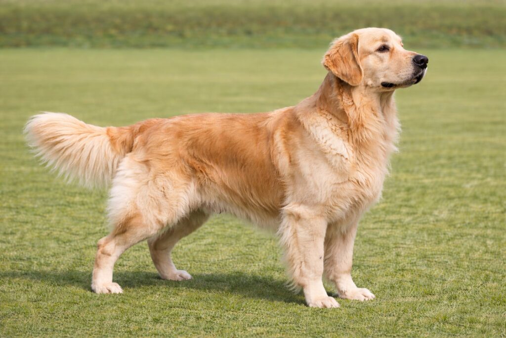 Golden Retriever