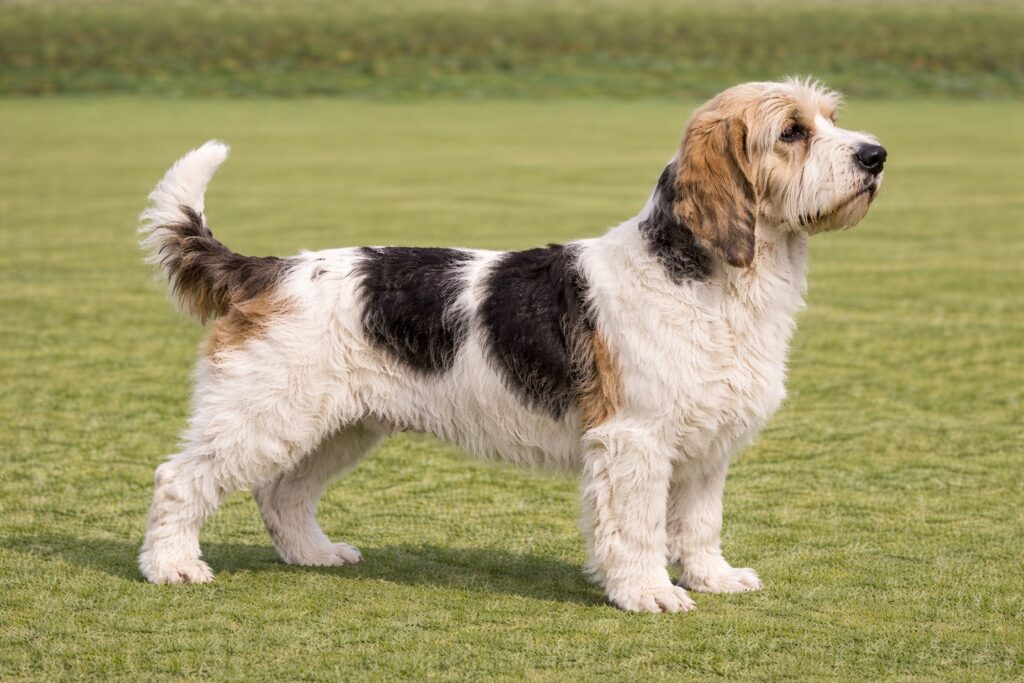 Grand Basset Griffon Vendeen