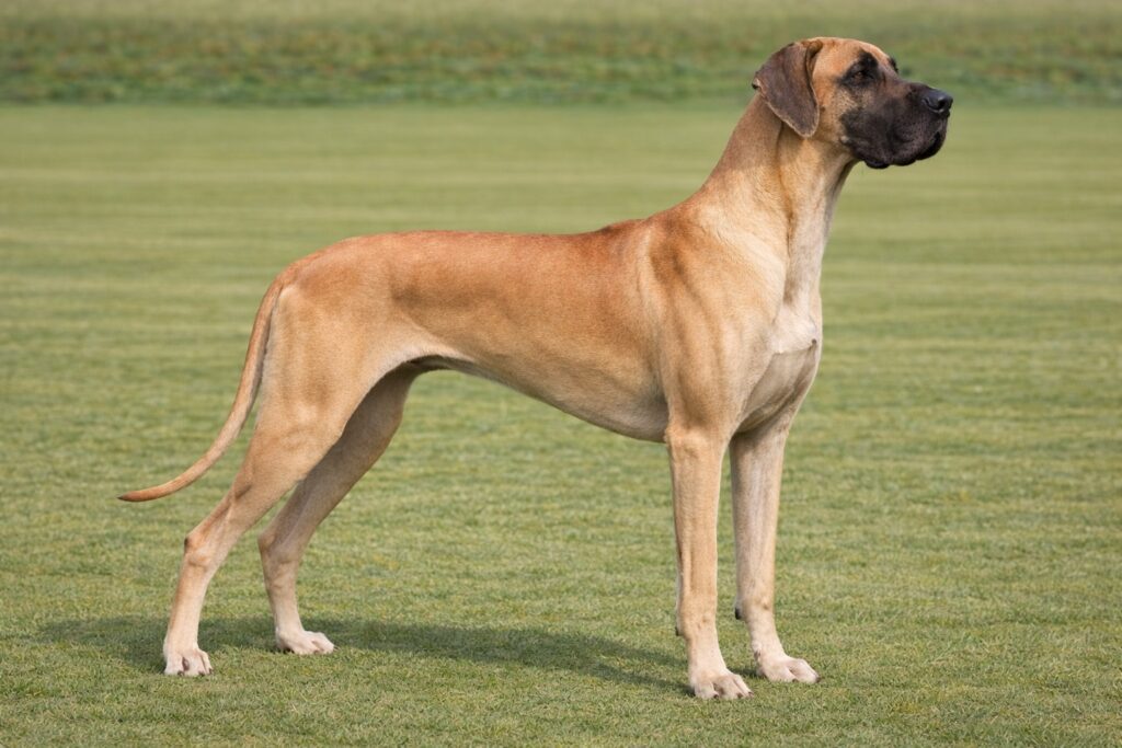 Great Dane