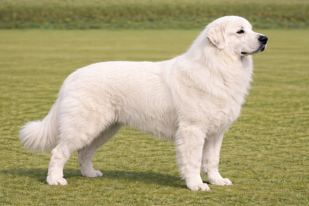 Great Pyrenees