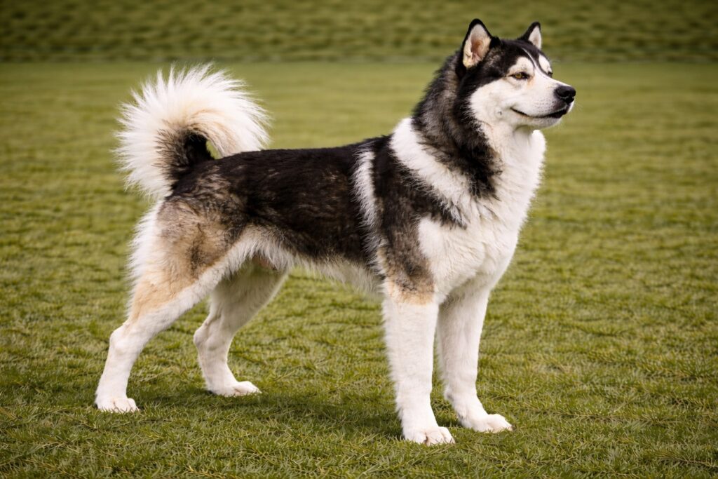 Greenland Dog
