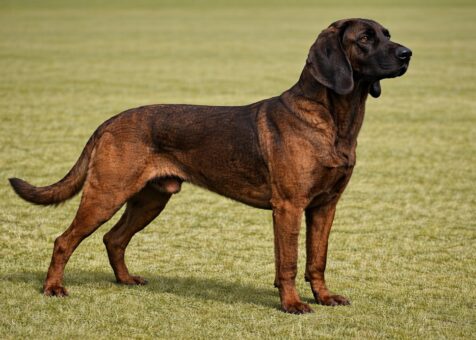 Hanoverian Scenthound