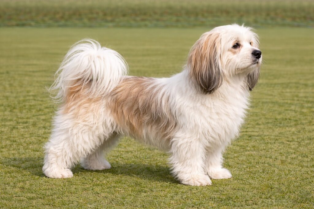 Havanese