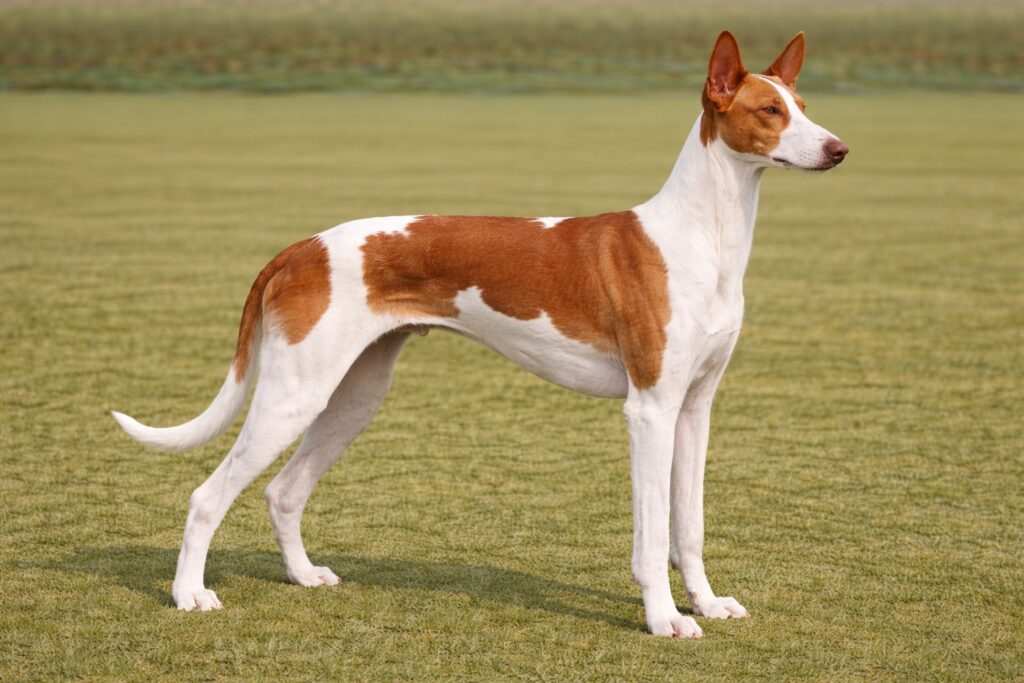 Ibizan Hound