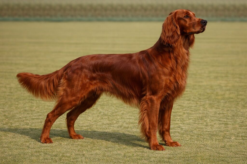 Irish Setter