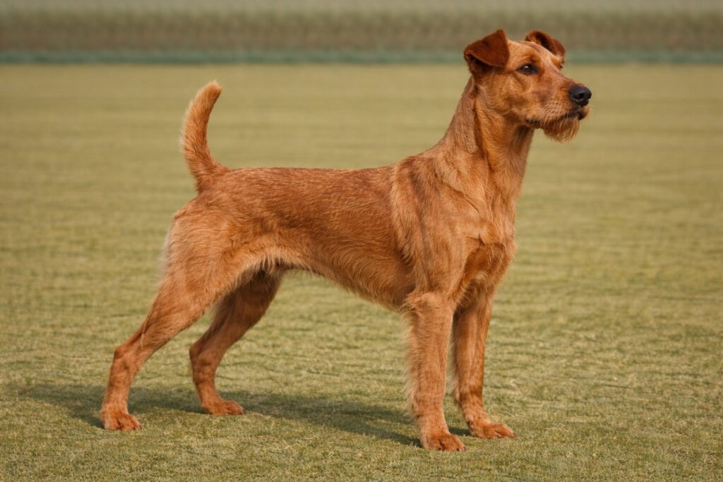 Irish Terrier