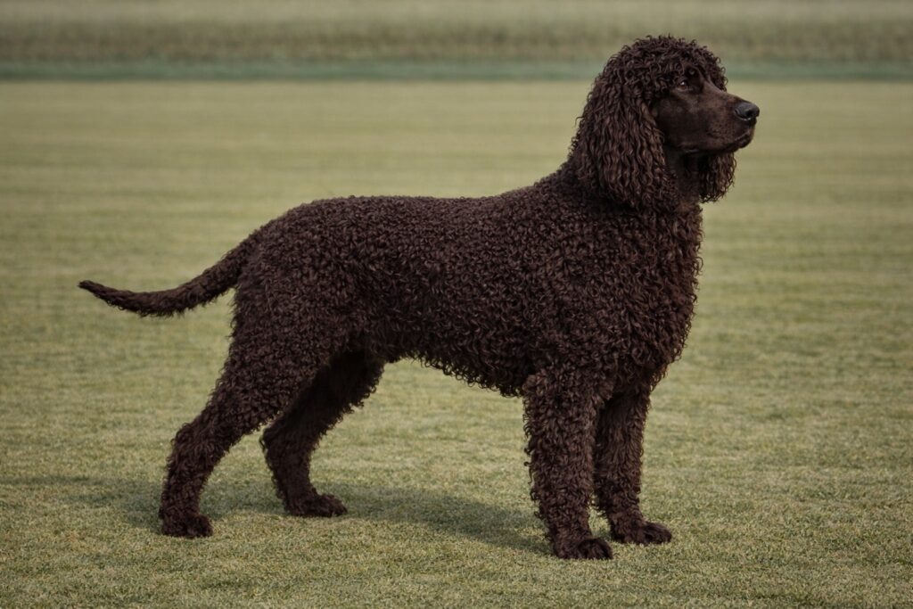 Irish Water Spaniel PIC