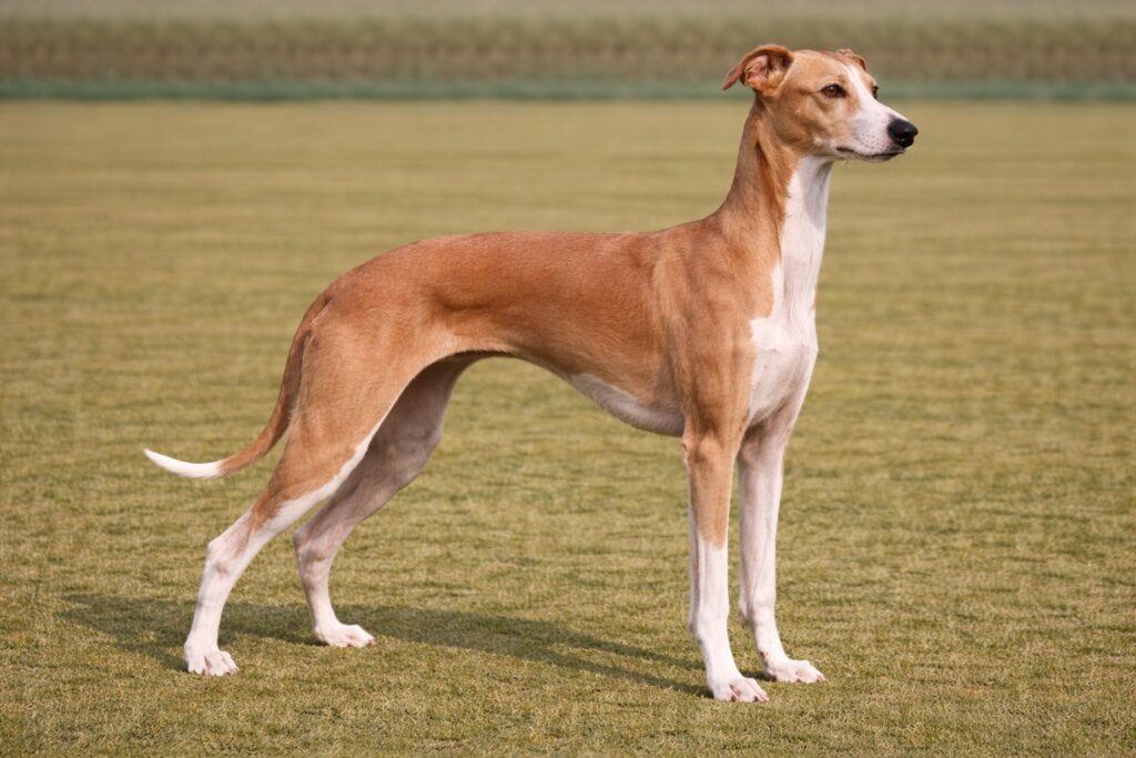 Italian Greyhound