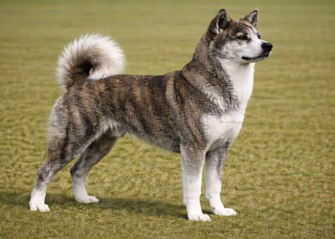 Japanese Akitainu