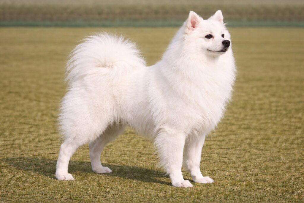 Japanese Spitz