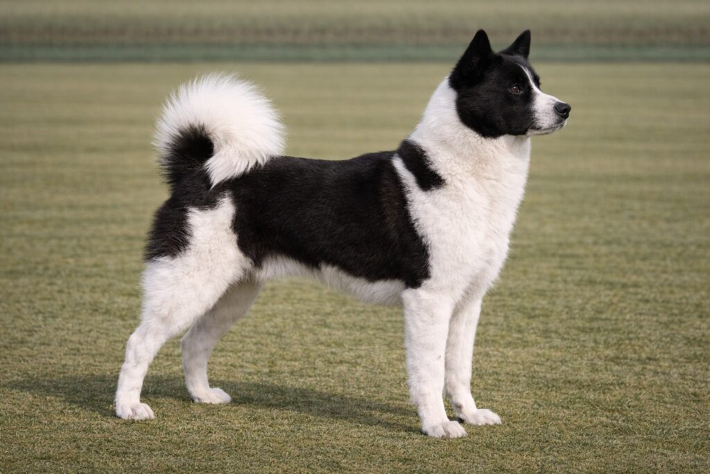 Karelian Bear Dog