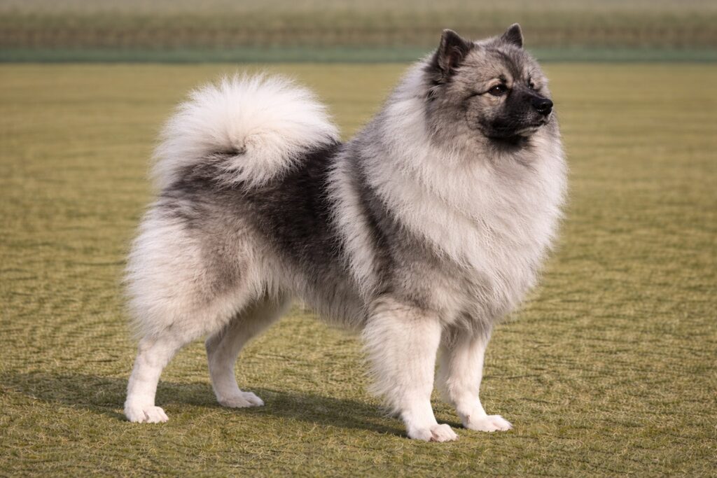 Keeshond