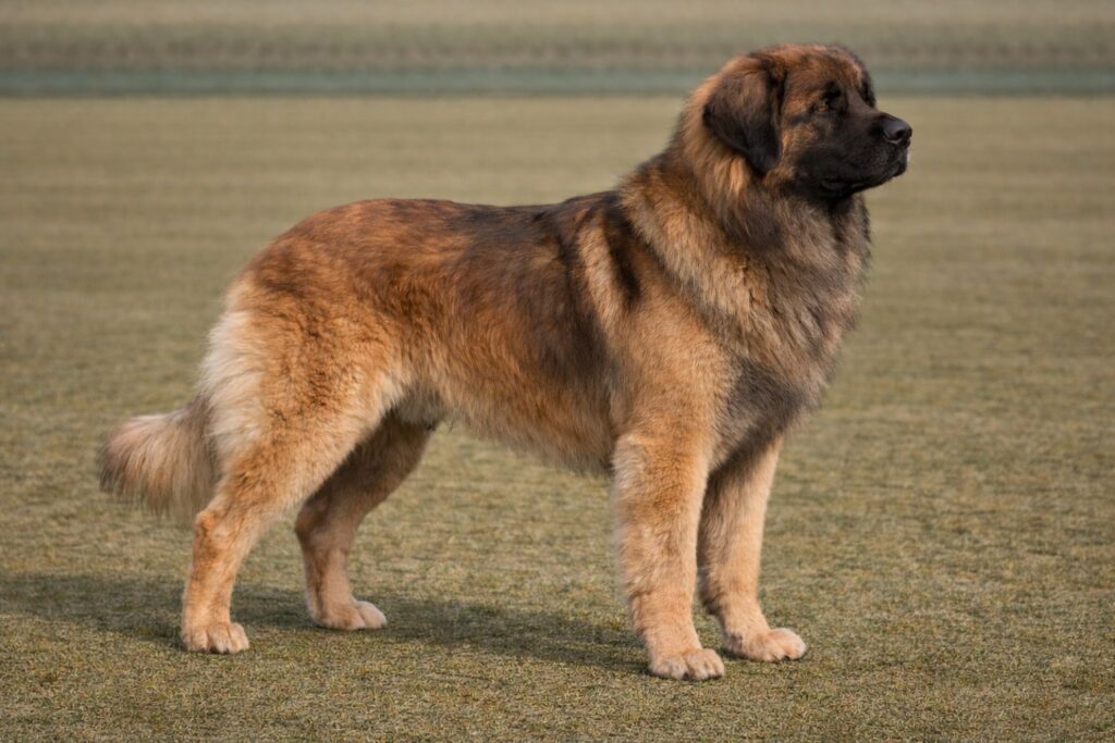 Leonberger