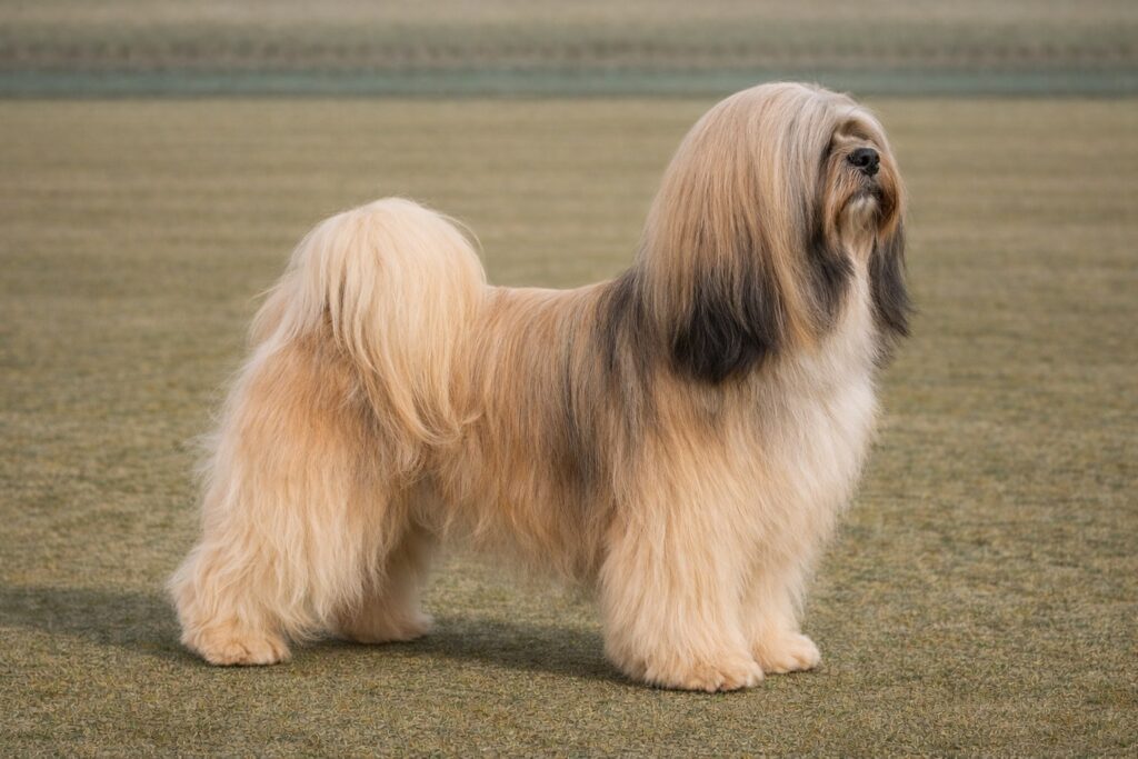 Lhasa Apso