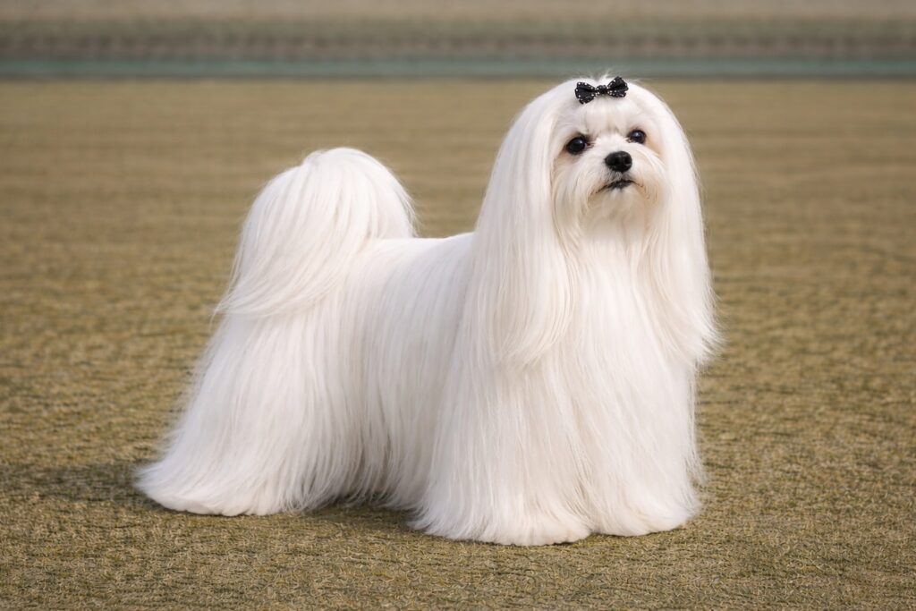 Maltese