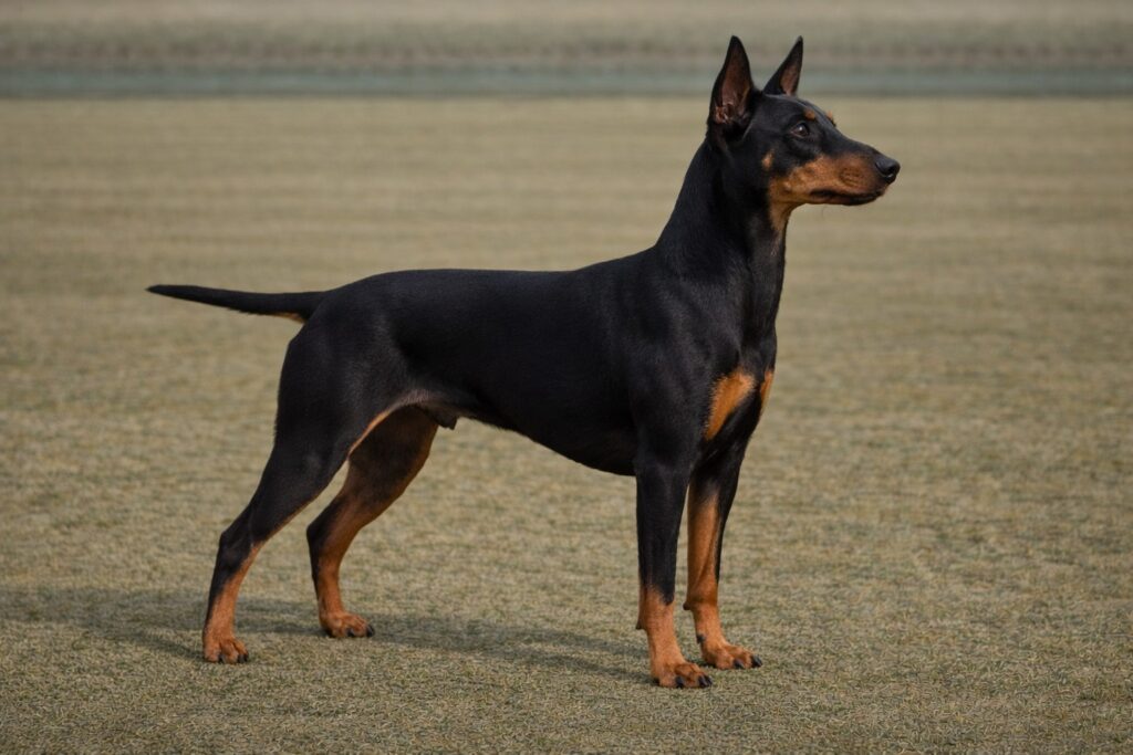 Manchester Terrier PIC