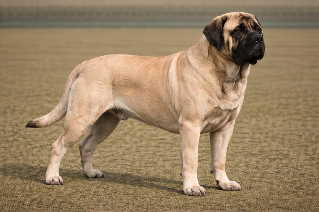 Mastiff PIC