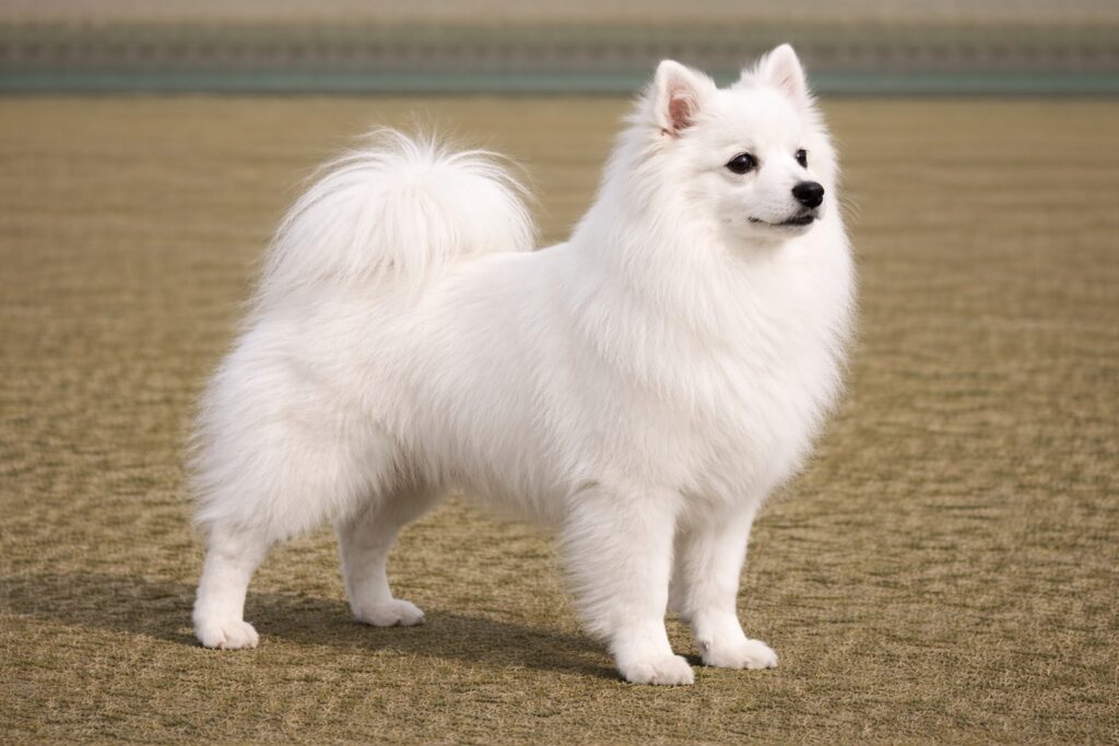 Miniature American Eskimo Dog