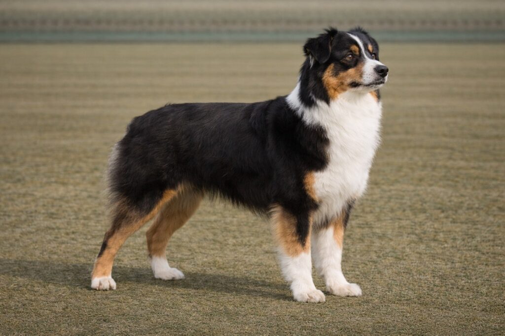 Miniature American Shepherd PIC