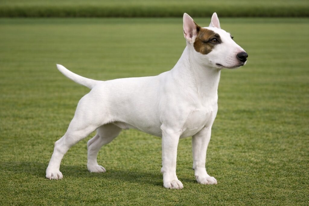 Miniature Bull Terrier