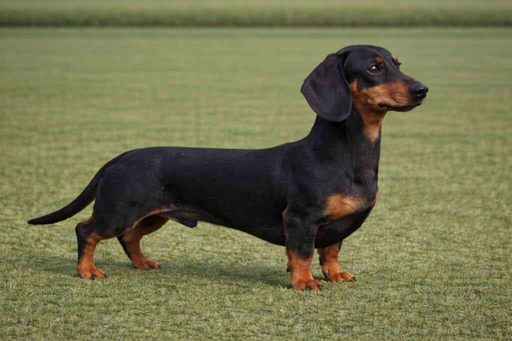 Miniature Smoothhaired Dachshund