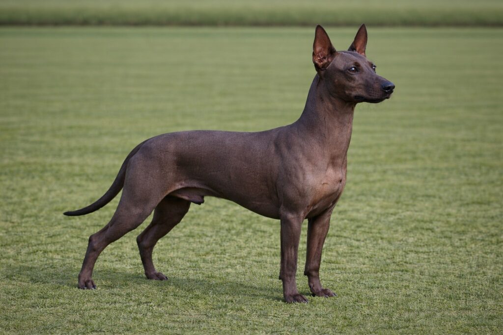 Miniature Xoloitzcuintli