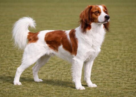 Nederlandse Kooikerhondje