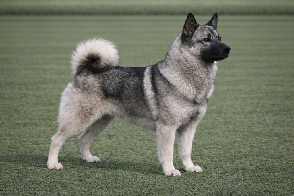 Norwegian Elkhound