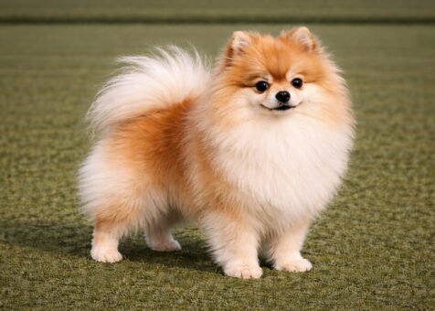 Pomeranian