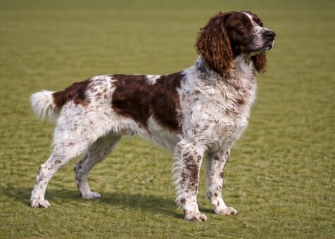 Pont-Audemer Spaniel