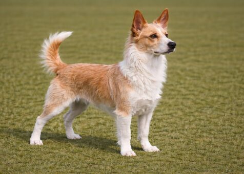 Portuguese Podengo Pequeno