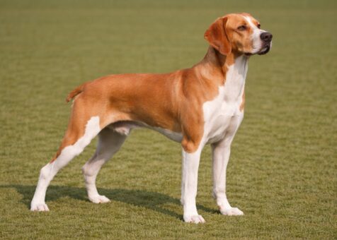 Portuguese Pointer